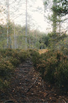 Serene forest path surrounded by autumn foliage in Rõõsa, Harju County, Estonia.
