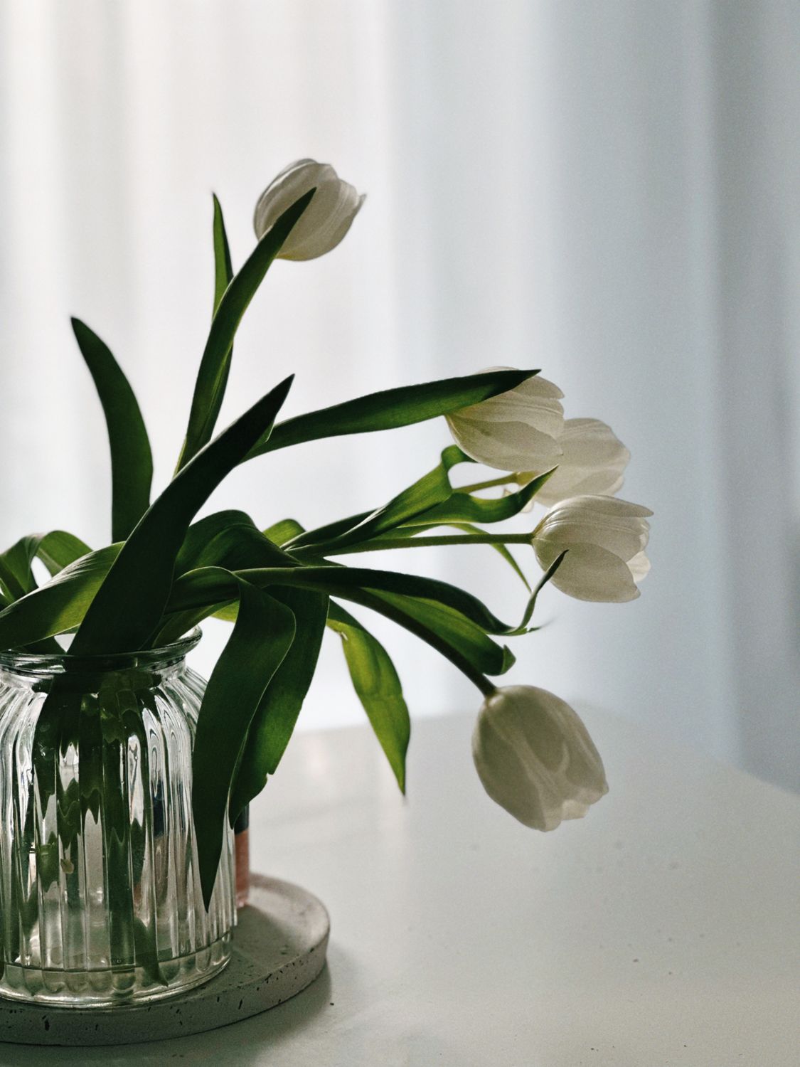 Elegant White Tulips in Glass Vase · Free Stock Photo