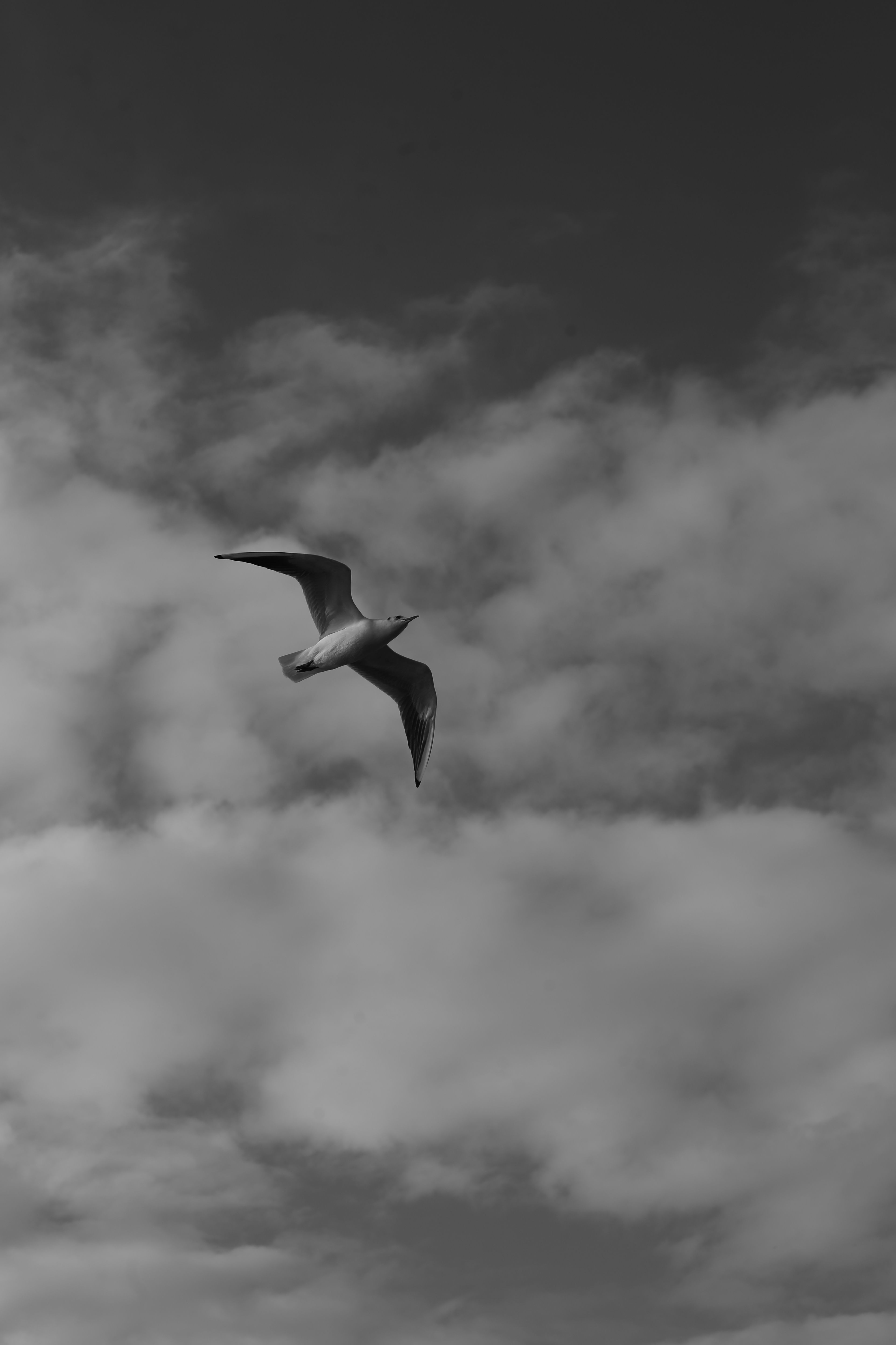 Black and White Seagull in Flight Against Cloudy Sky · Free Stock Photo