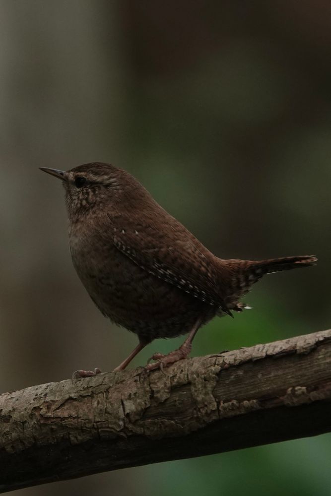 Wren Bird Photos, Download The BEST Free Wren Bird Stock Photos & HD Images