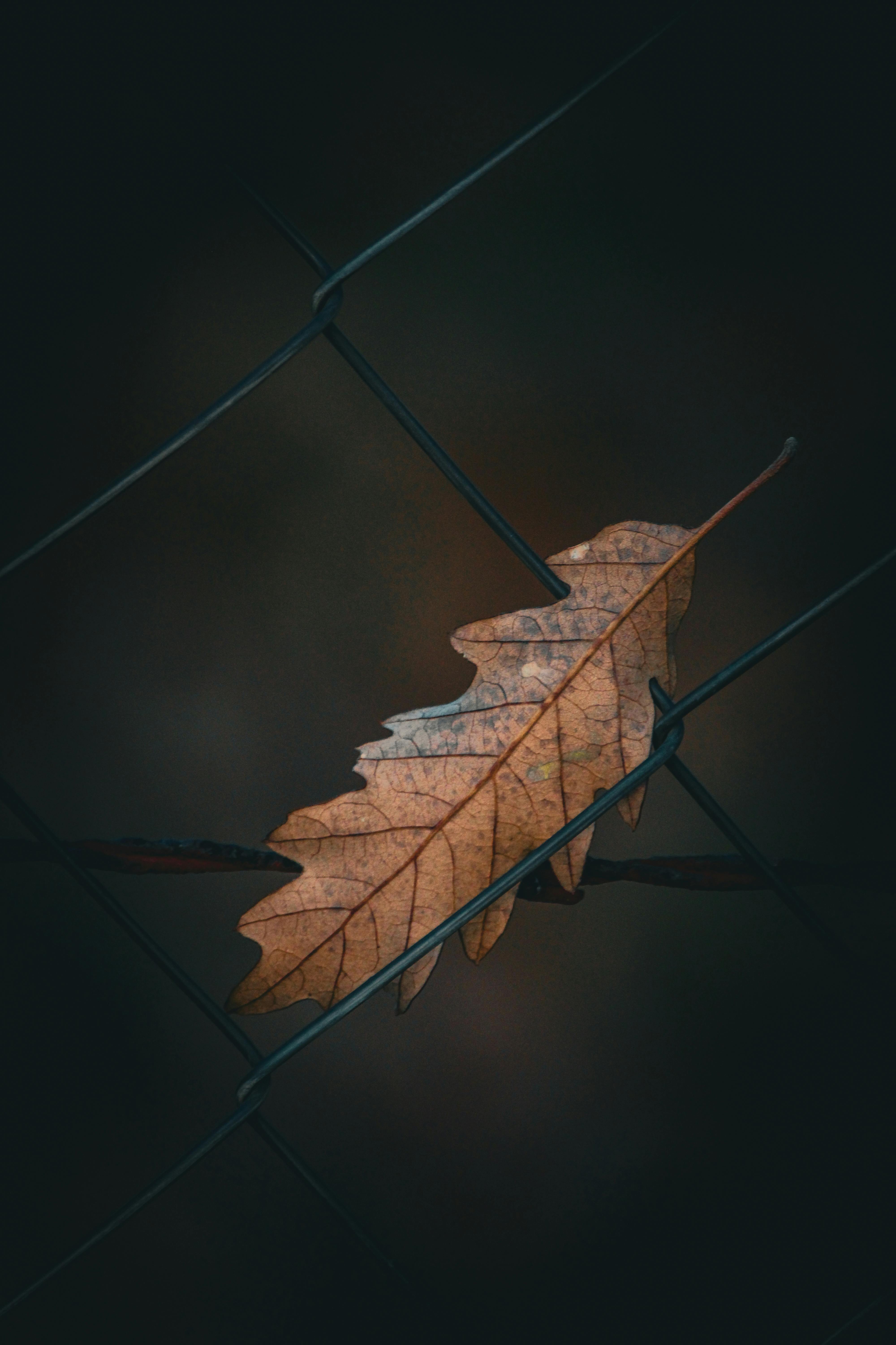 Gratis Et tørt eikeblad fanget i et nettinggjerde som symboliserer høsten og naturens syklus. Arkivbilde