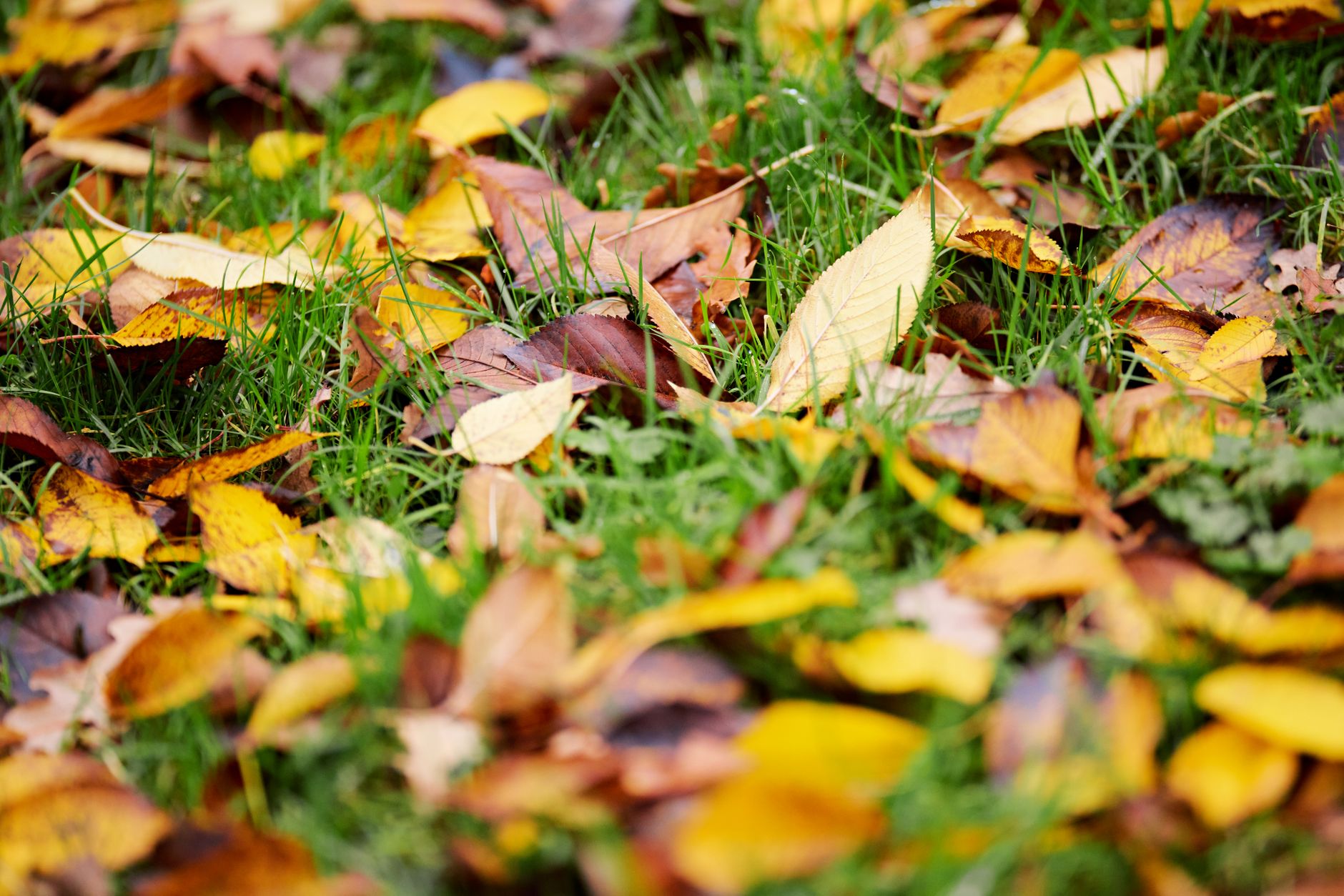 Colorful autumn leaves scattered on a lush green grass lawn, showcasing the beauty of fall.