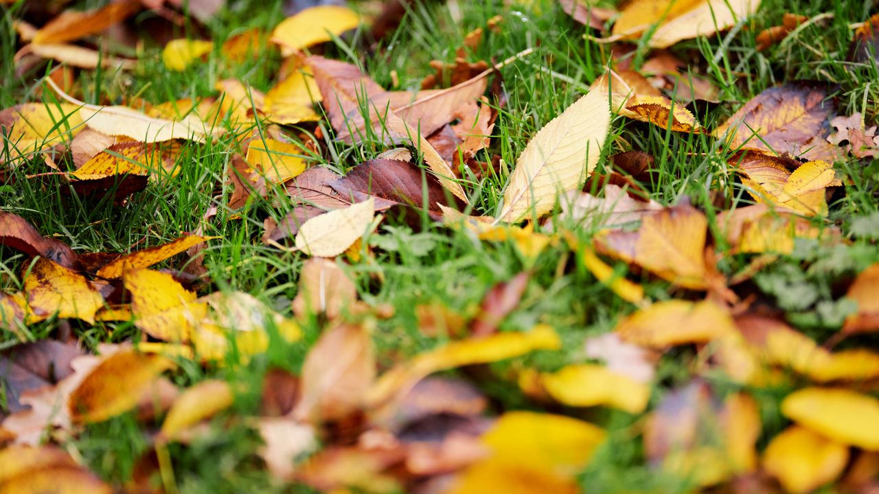 A West Michigan Yard Calendar, Month by Month