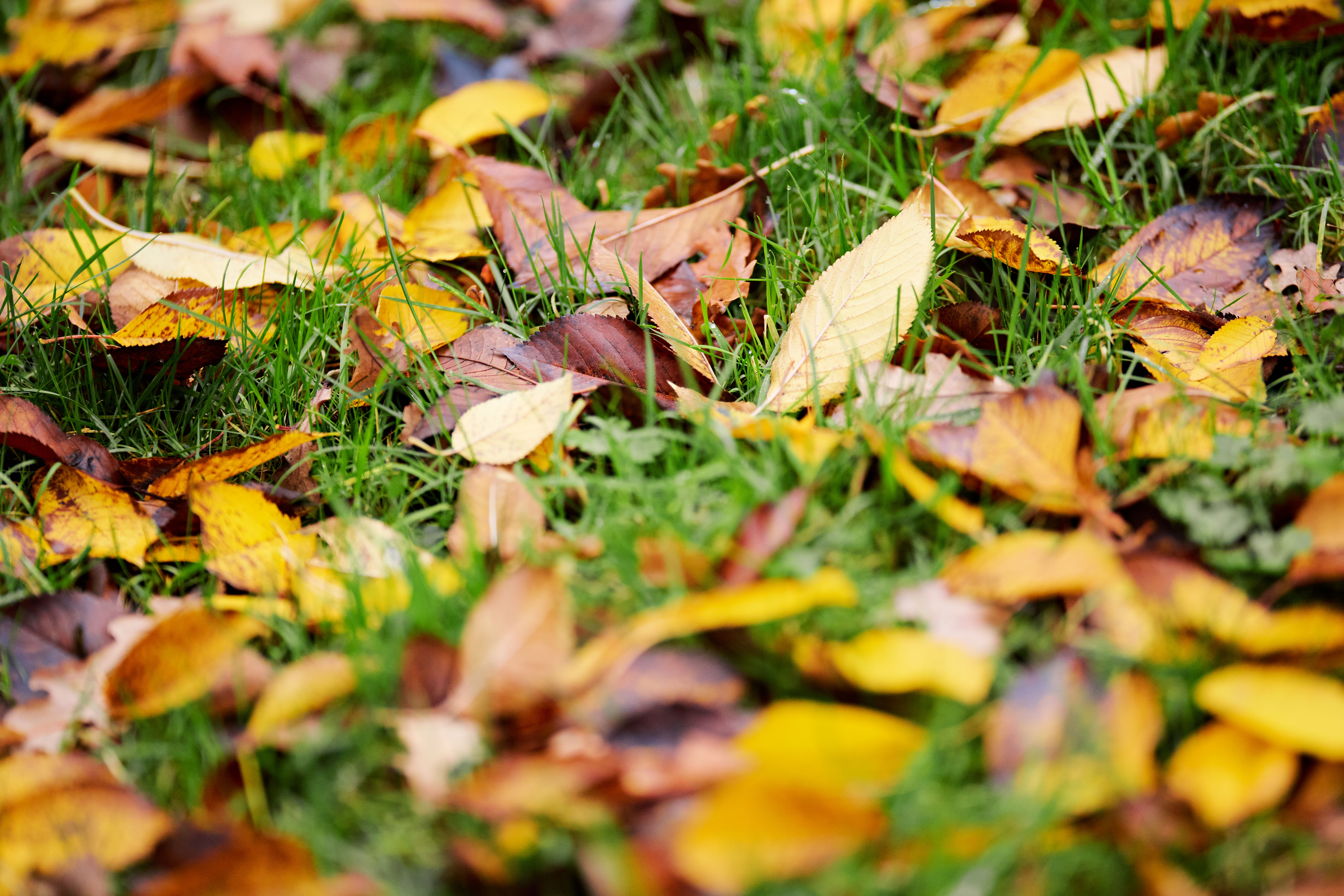 Vibrant Autumn Leaves on Green Grass Lawn · Free Stock Photo