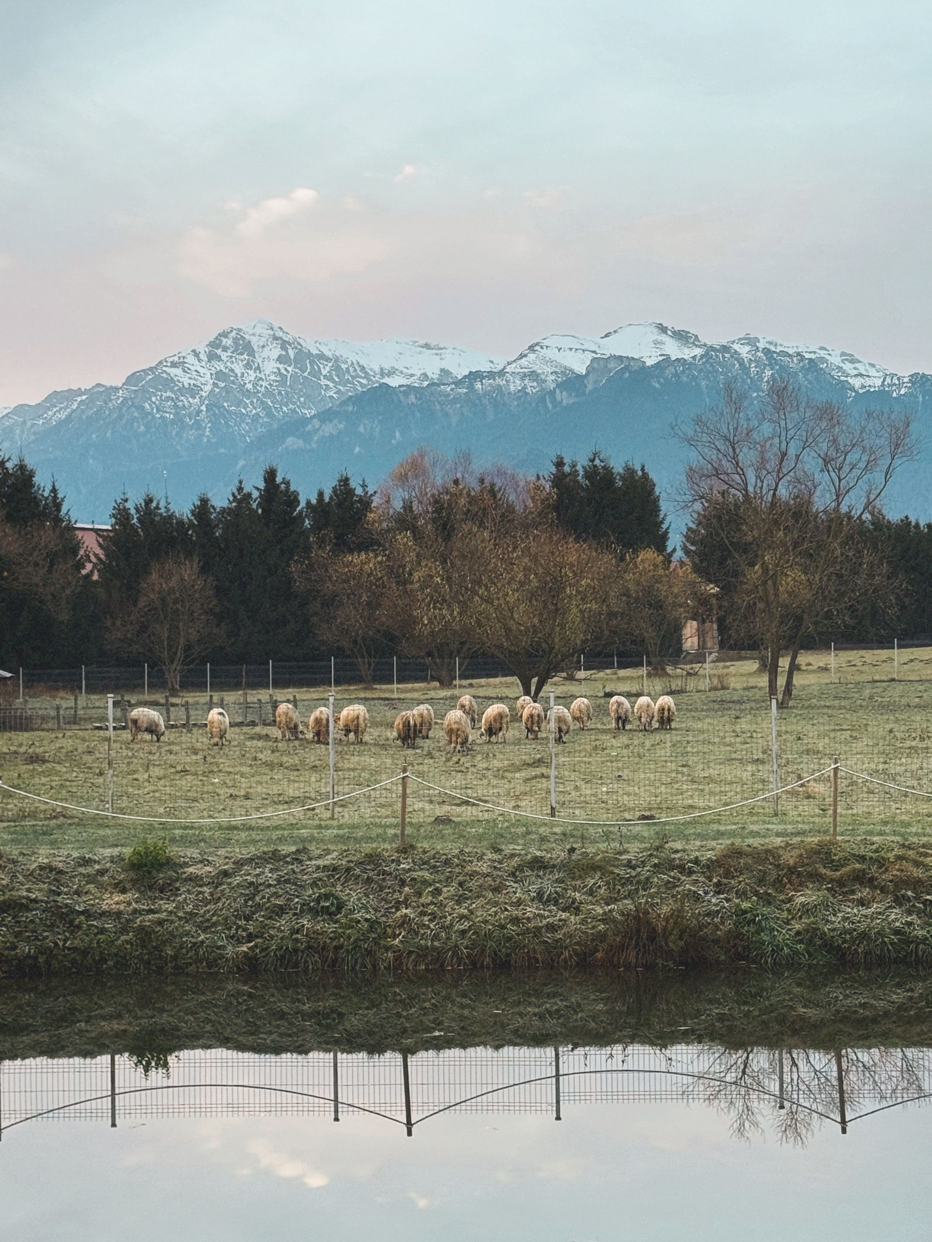 Sheep Grazing in Scenic Mountainous Pasture · Free Stock Photo