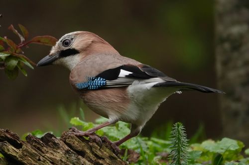 Free Close-up of a Eurasian Jay bird perched on a log in lush greenery. Stock Photo