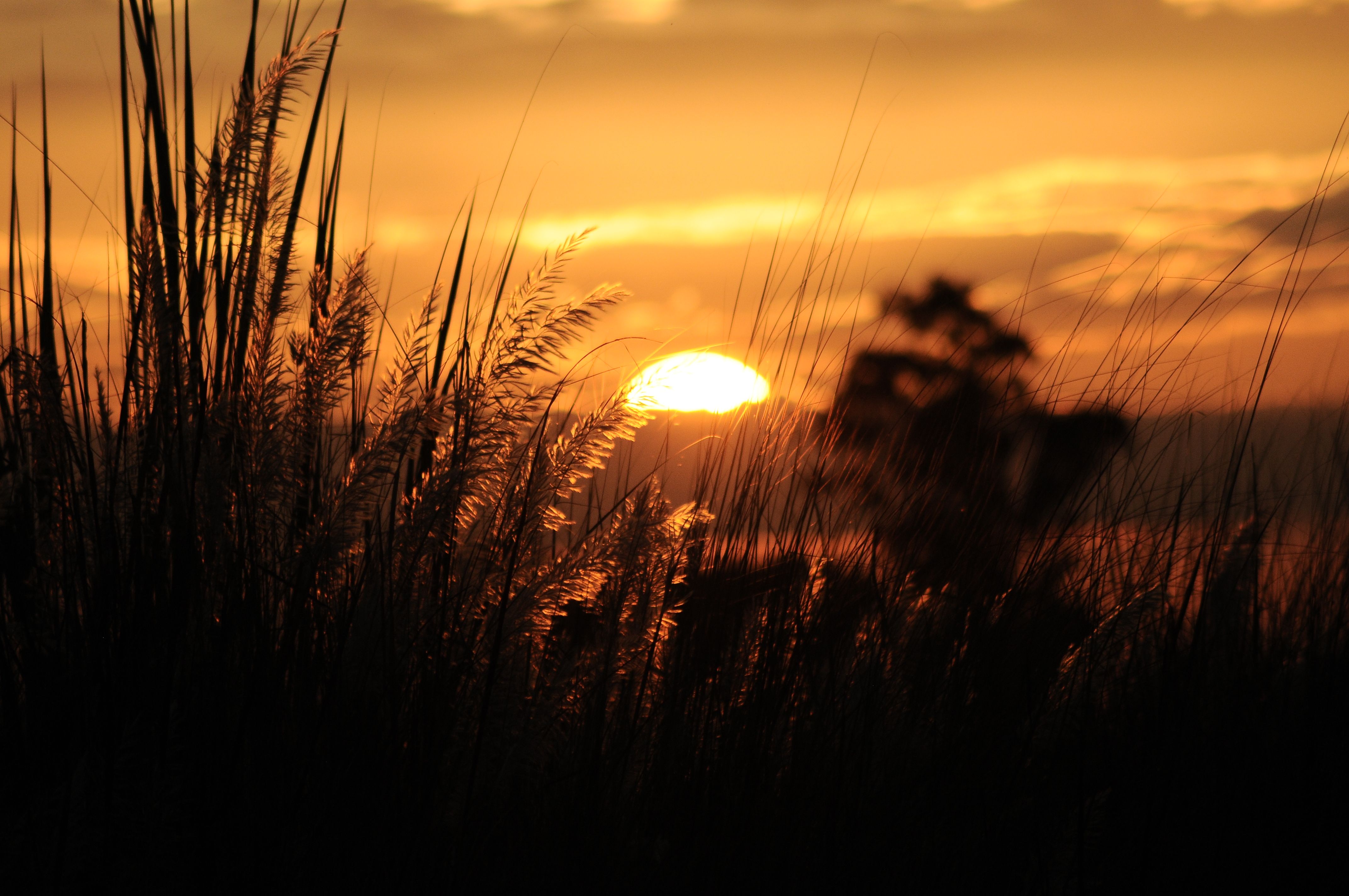 Golden Sunset with Silhouetted Grass in Foreground · Free Stock Photo