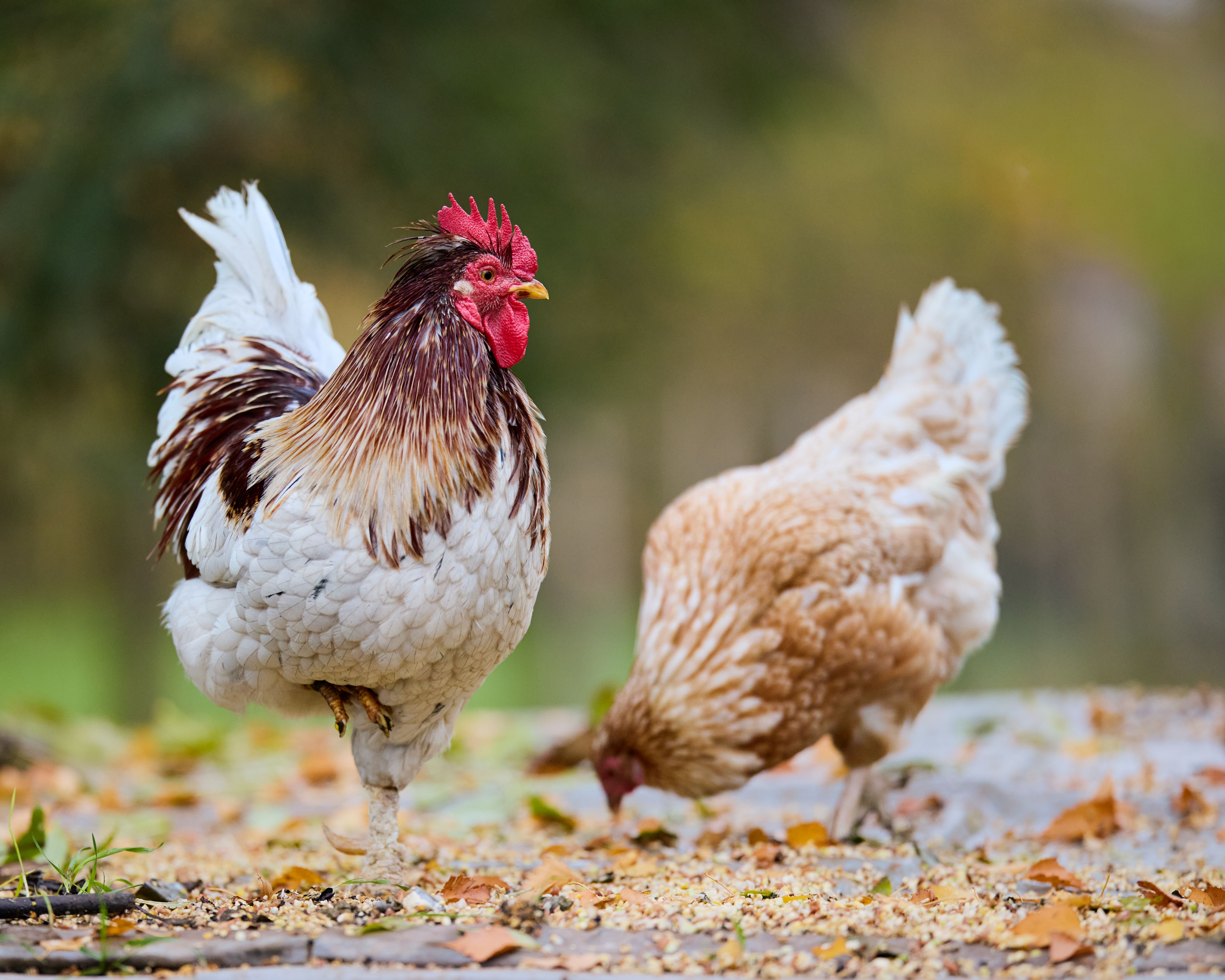 Colorful Rooster and Hen in Autumn Farm Setting · Free Stock Photo