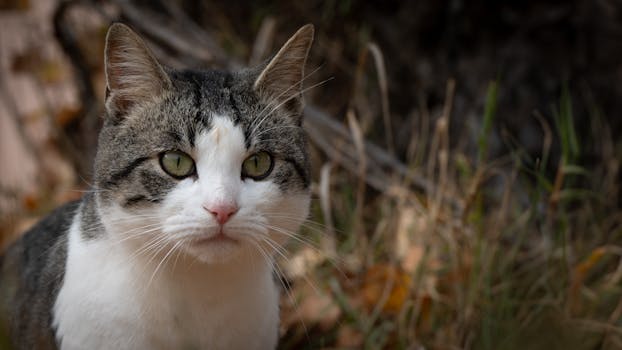 Immagine gratuita di abruzzo, animale, animale domestico