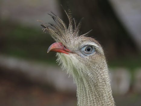 A detailed close-up of a red-legged seriema showcasing its unique features.