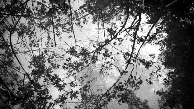 Black and white reflection of tree branches in water creating an artistic and abstract feel.