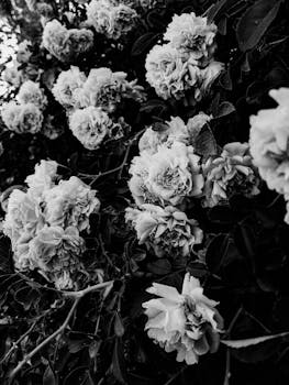 Stunning black and white photo capturing the delicate beauty of roses in full bloom, showcasing their intricate petal structure.