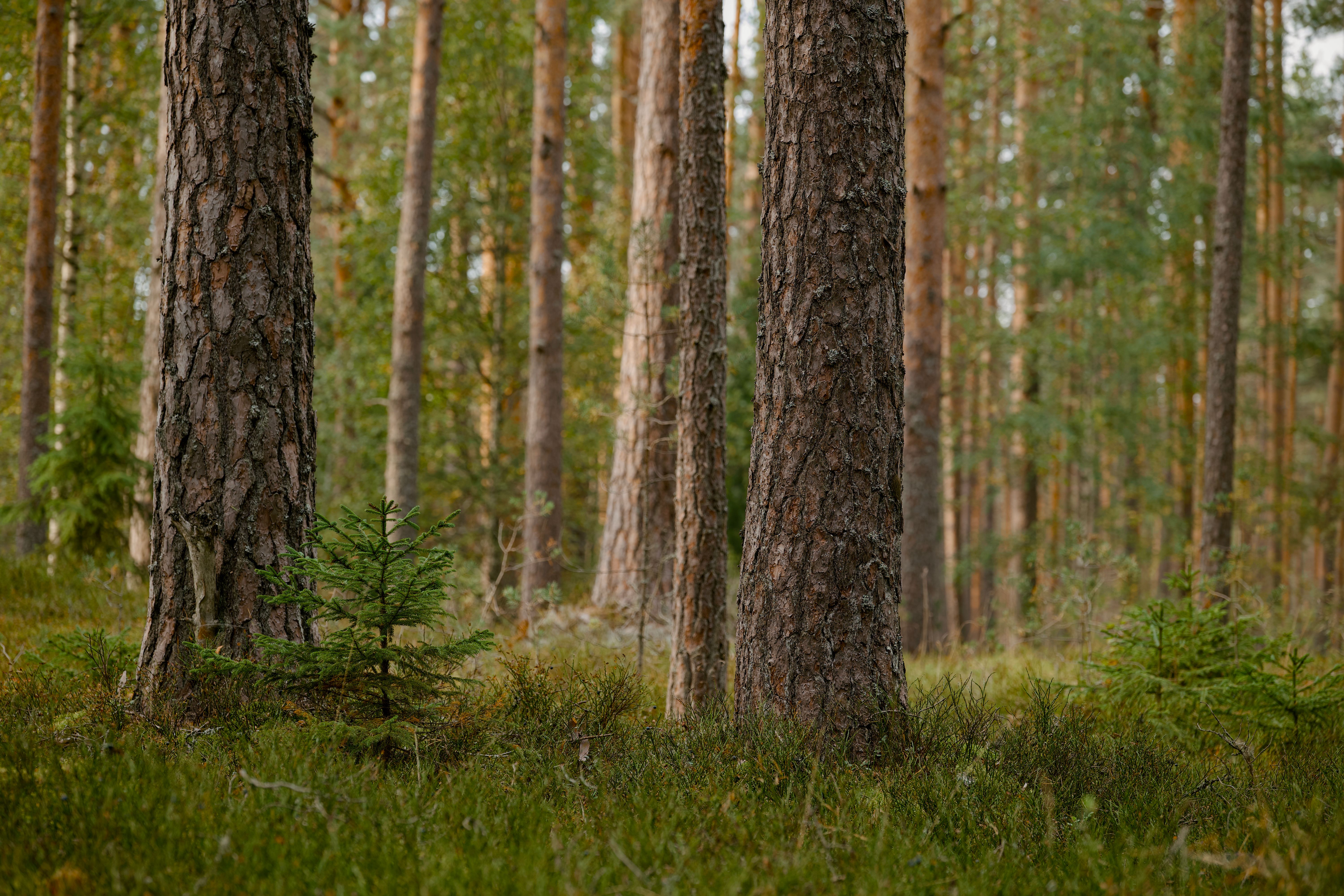 Tranquil boreal forest scene featuring tall pine trees and lush undergrowth, ideal for nature and wilderness themes.