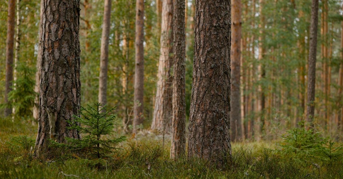 Tranquil boreal forest scene featuring tall pine trees and lush undergrowth, ideal for nature and wilderness themes.
