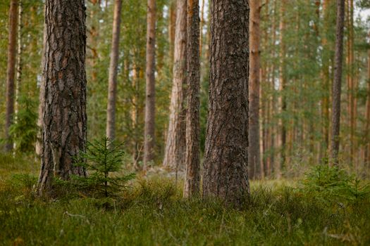 Tranquil boreal forest scene featuring tall pine trees and lush undergrowth, ideal for nature and wilderness themes.