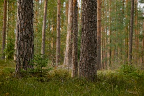 Free Tranquil boreal forest scene featuring tall pine trees and lush undergrowth, ideal for nature and wilderness themes. Stock Photo