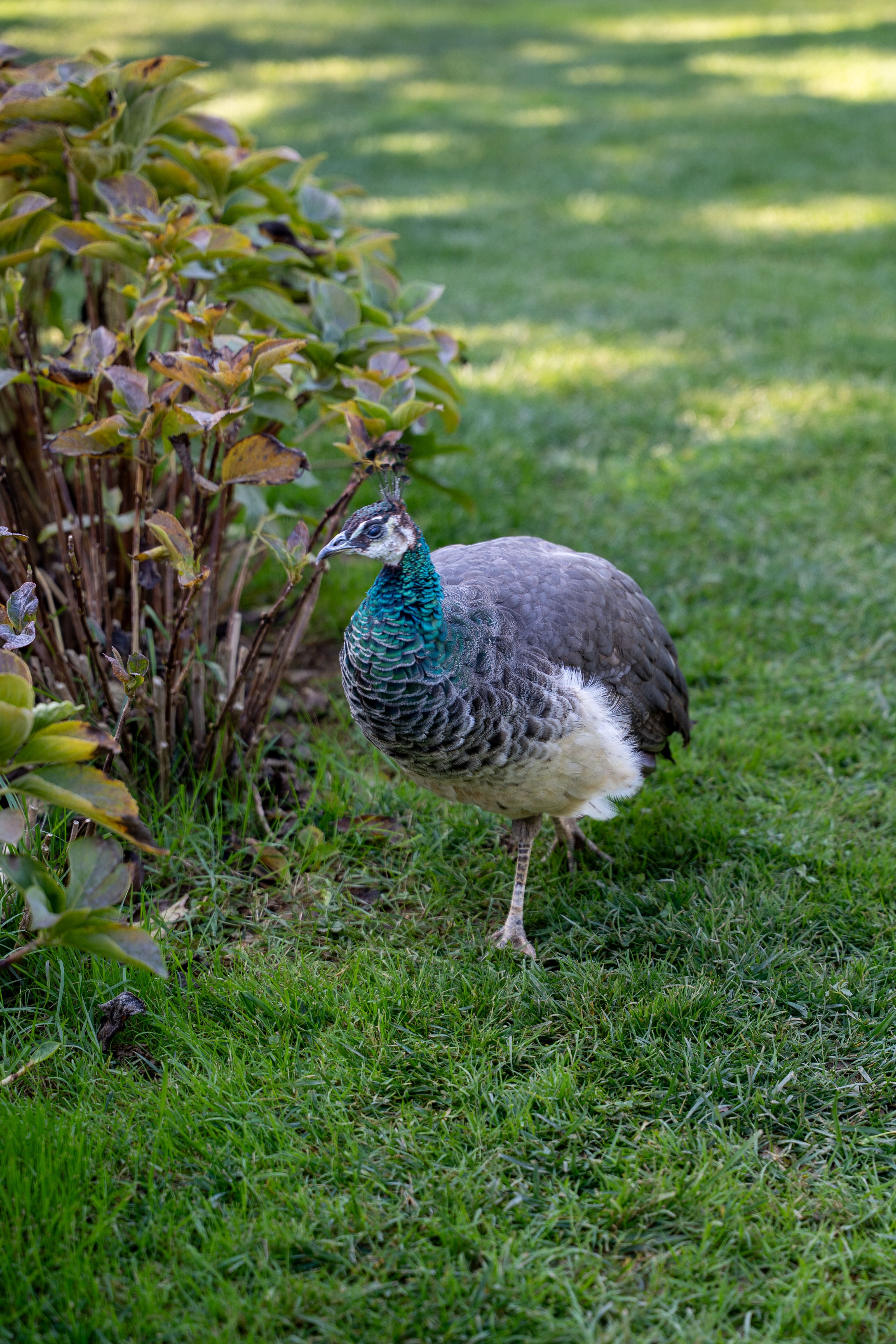 Peahen Walking in a Lush Garden Setting · Free Stock Photo