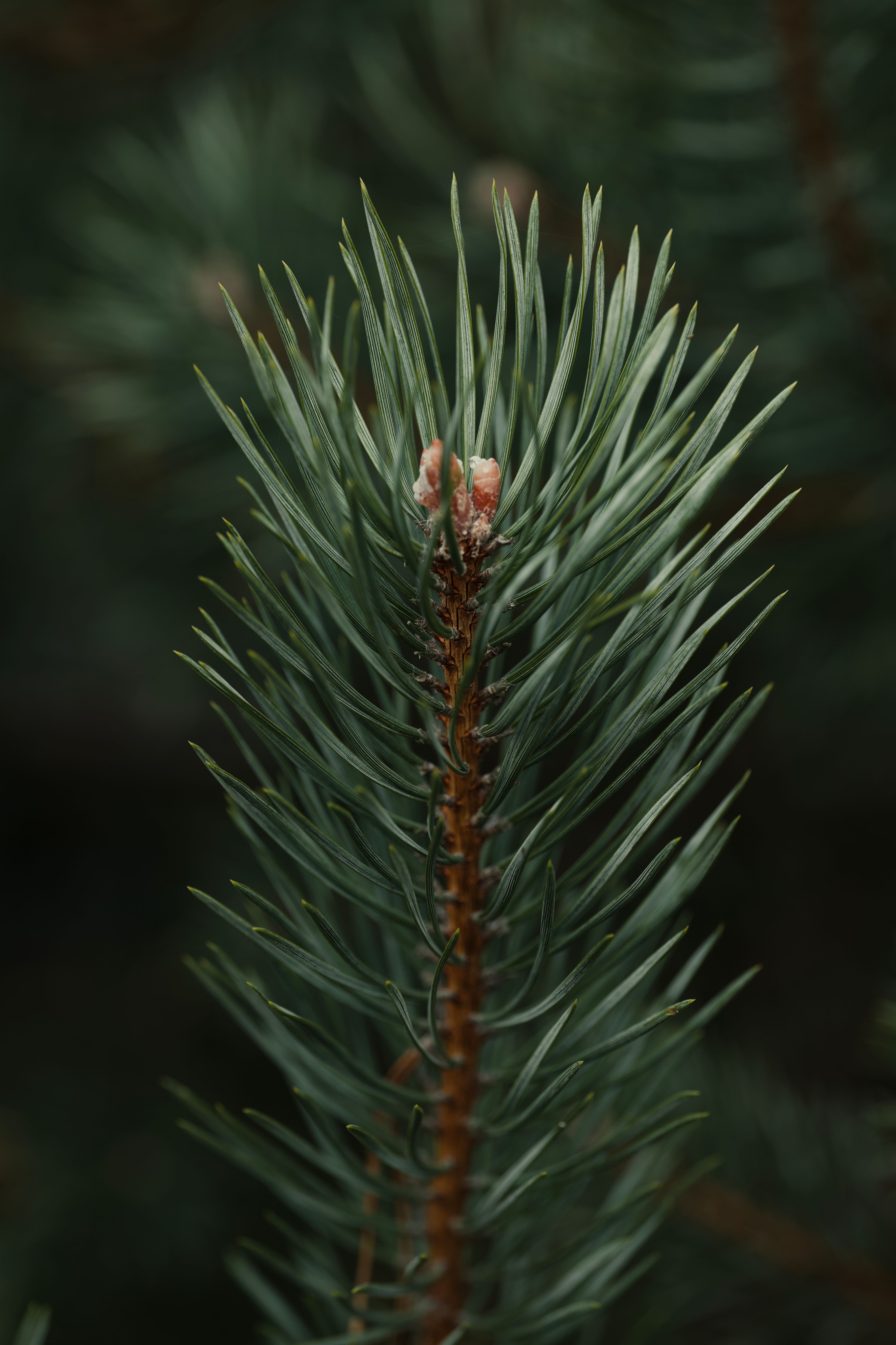 Close-up of Pine Tree Branch with Needles · Free Stock Photo