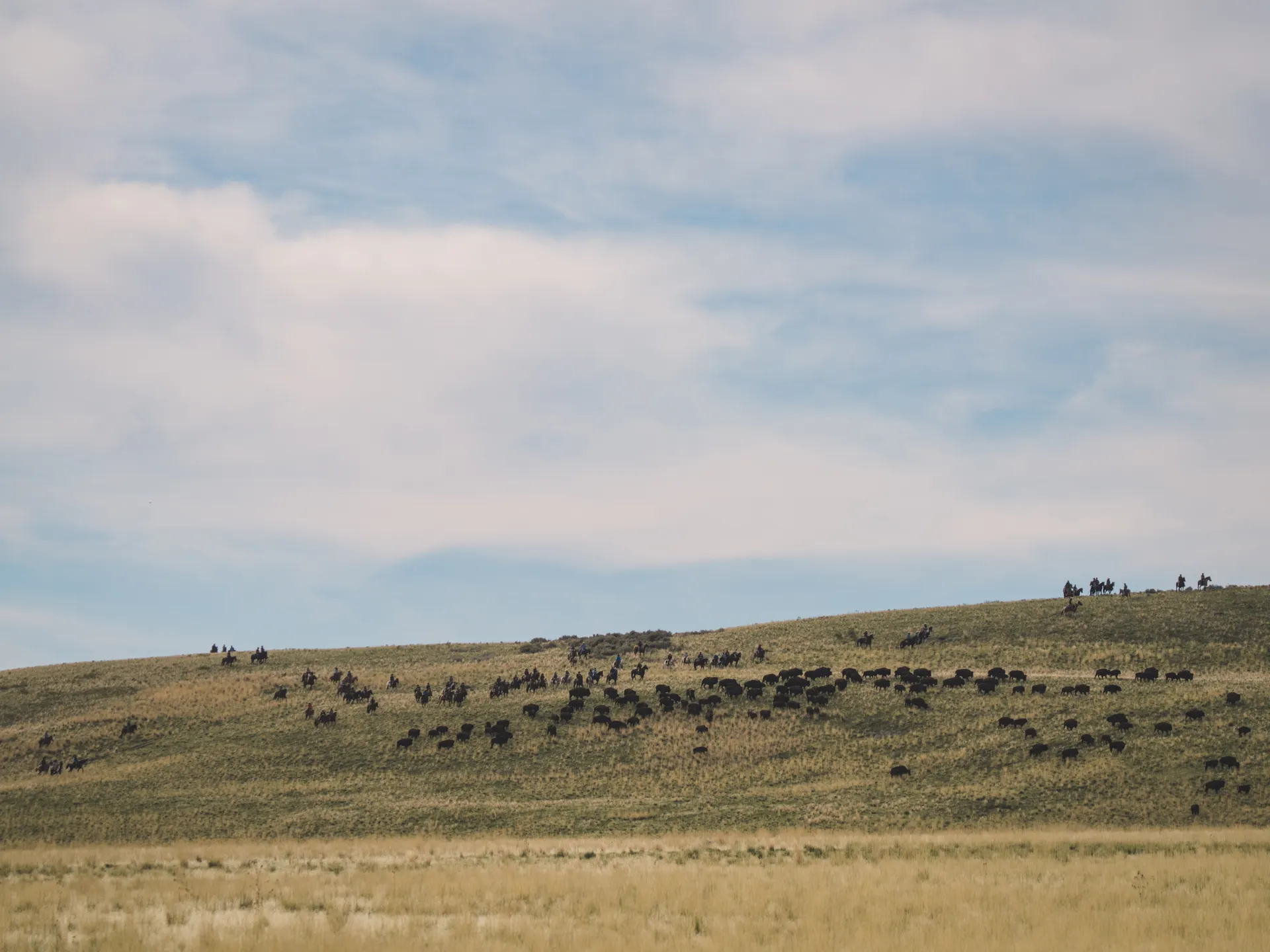 Bison crossing a park road in front of waiting cars in Yellowstone Bison crossing a park road in front of waiting cars in Yellowstone
