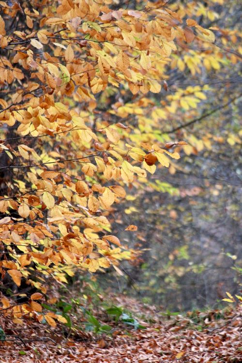 Free Vibrant golden leaves in a serene forest setting during fall season. Stock Photo
