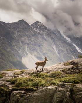 A lone Alpine ibex stands majestically in the French Alps, showcasing the region's stunning wildlife.