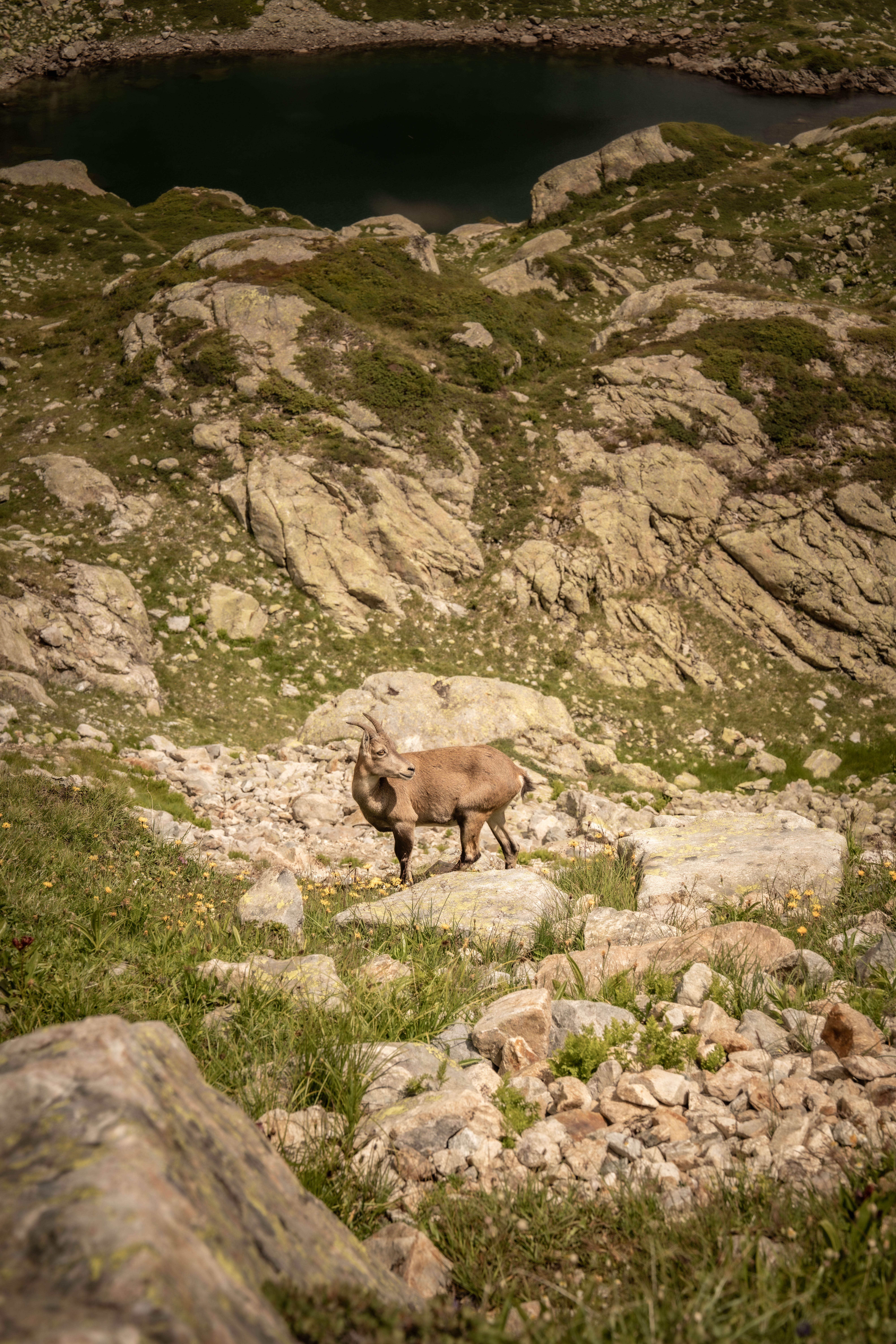 Alpine Ibex in rocky terrain of Chamonix, France during daytime.