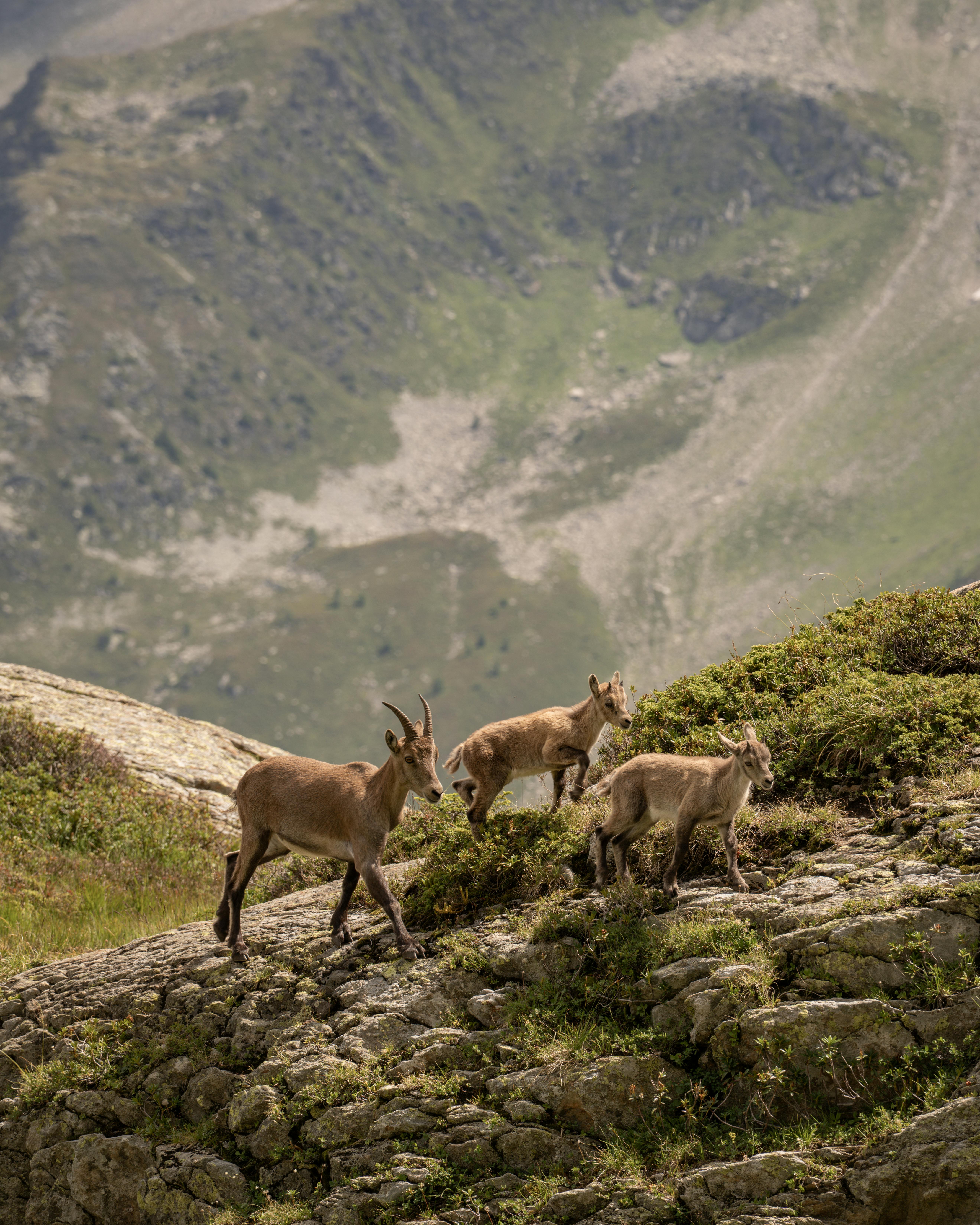 A family of alpine ibex grazes on a mountain slope in Chamonix, France, offering a stunning wildlife view.