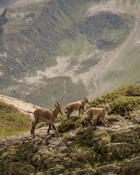 A family of alpine ibex grazes on a mountain slope in Chamonix, France, offering a stunning wildlife view.