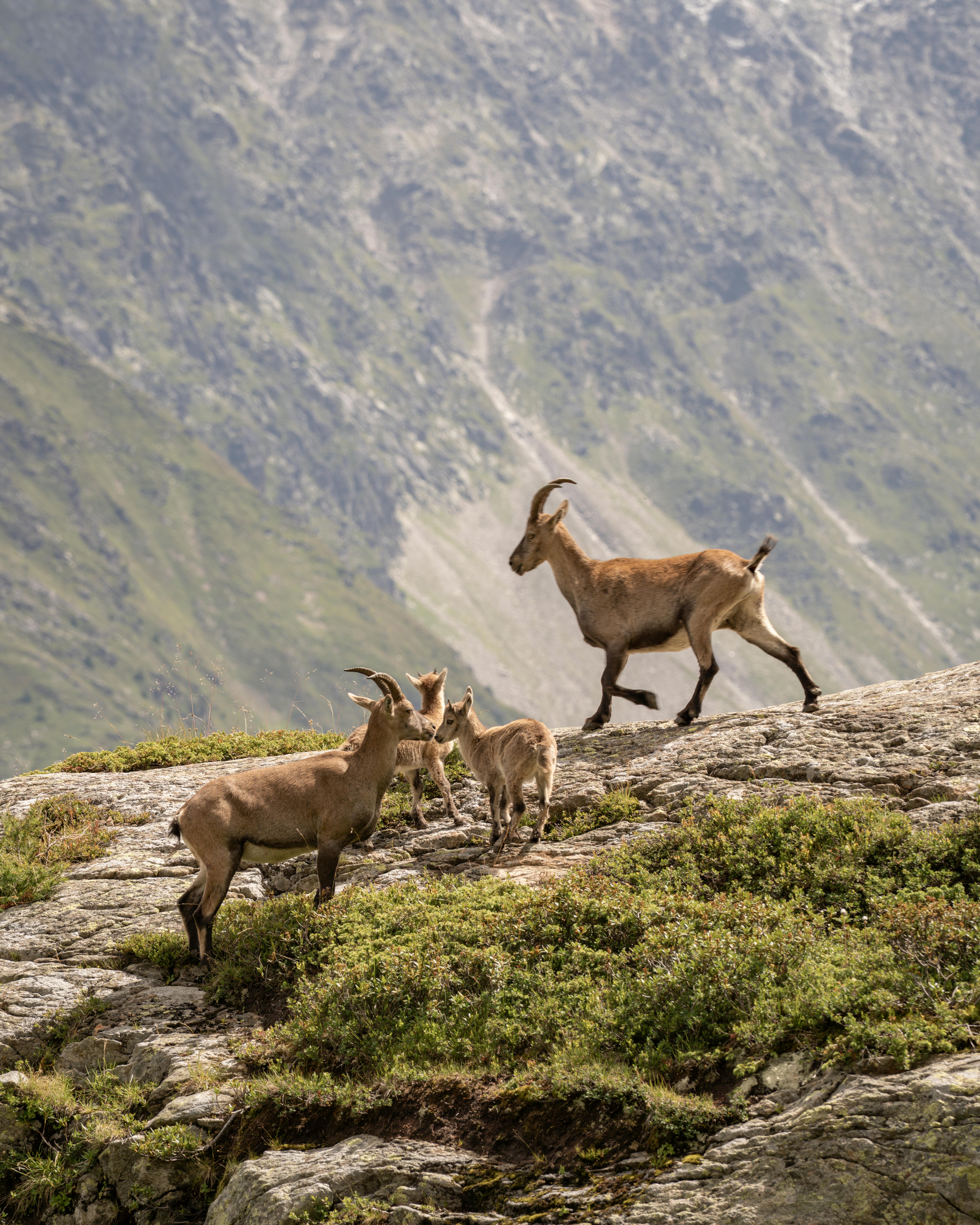 A group of alpine ibex roaming the rocky slopes of the French Alps in Chamonix.