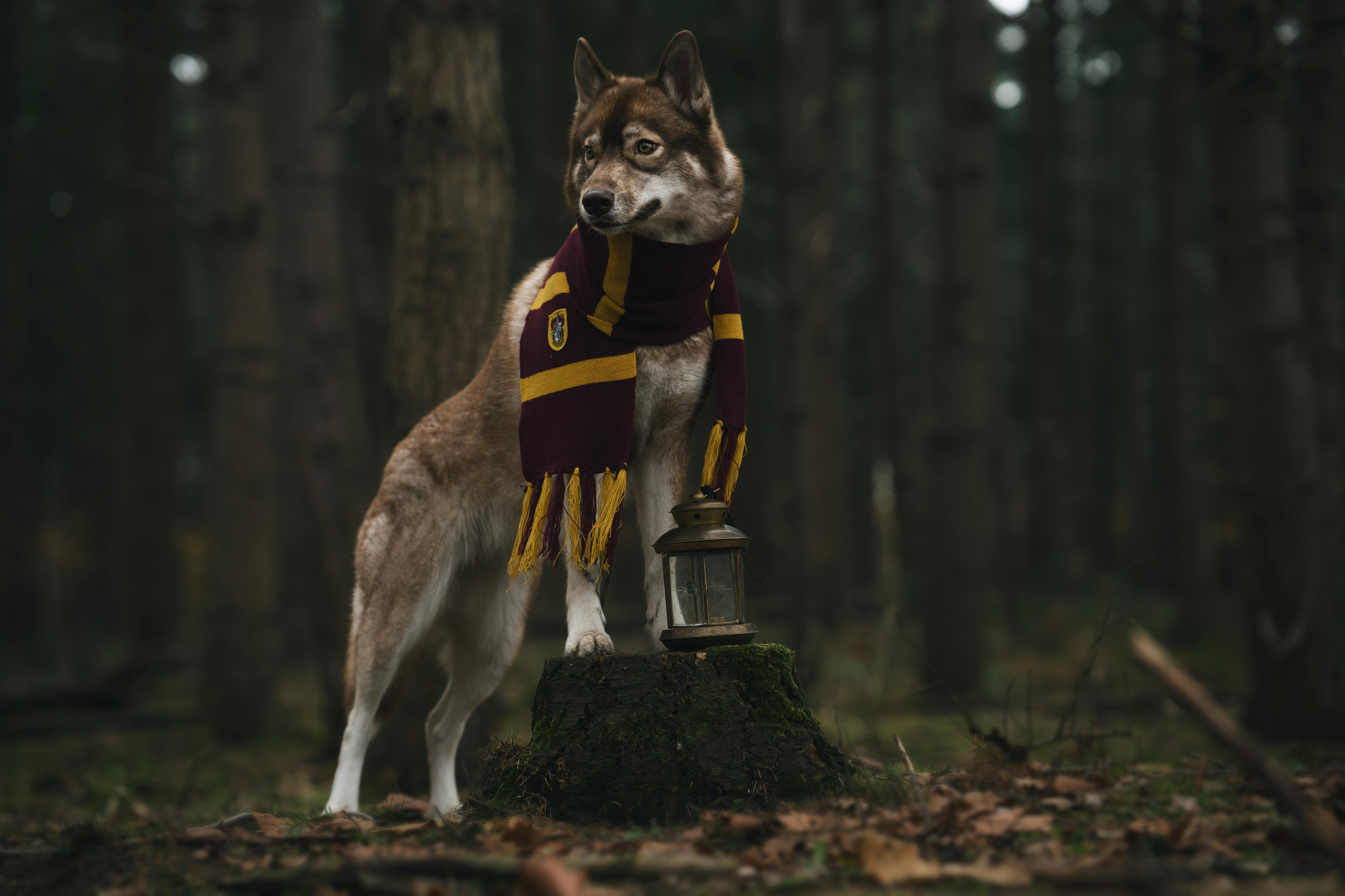 Image : The Unseen Magic: How Micro-Interactions Quietly Transform Digital Experiences