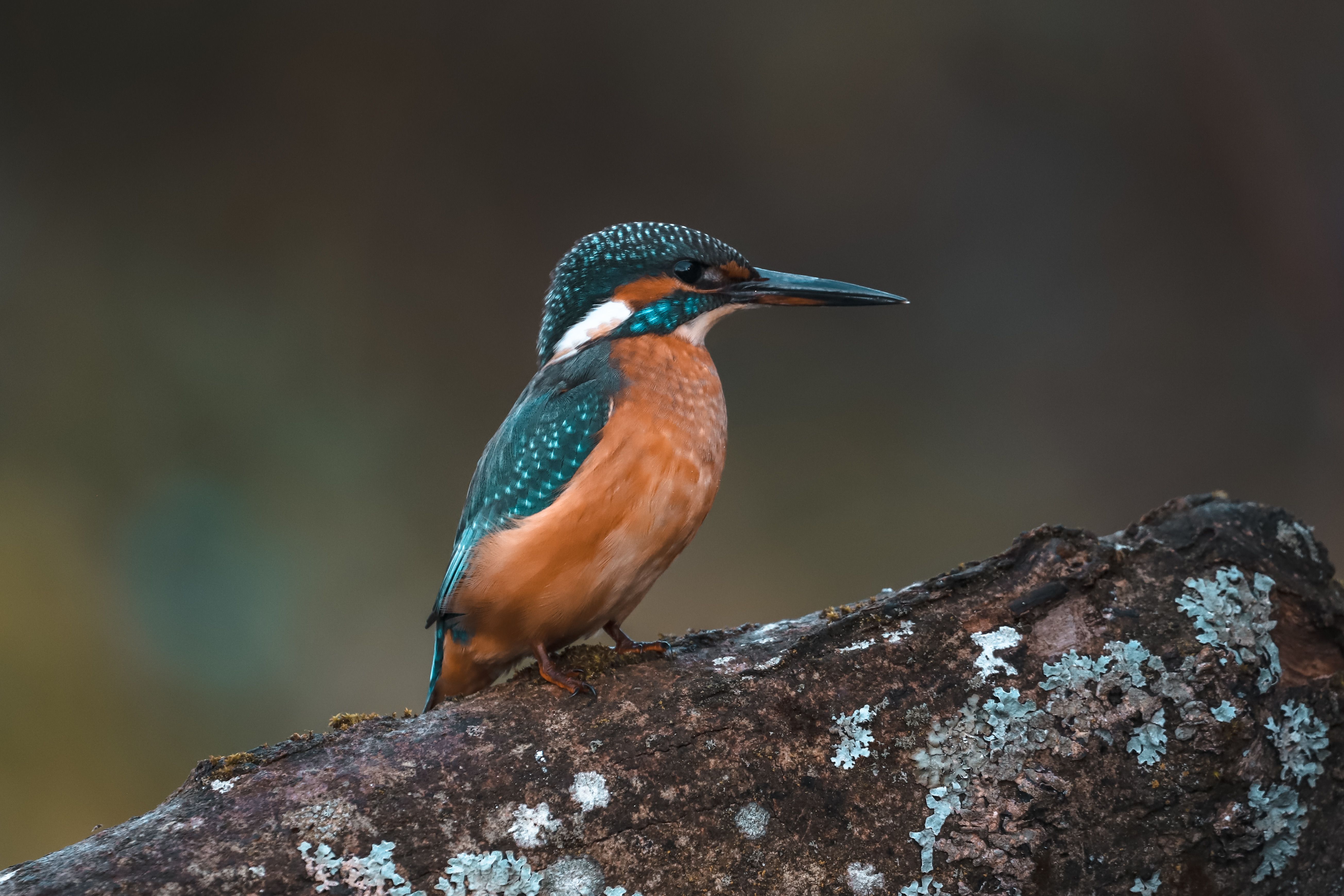 Close-up of a Kingfisher on a Lichen-Covered Log · Free Stock Photo