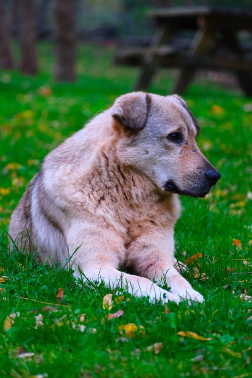 Free A serene dog rests on lush grass in an outdoor setting, exuding calmness and peace. Stock Photo