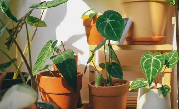 indoor plants in sunny living room