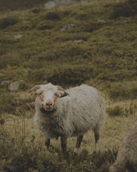 A majestic sheep with curved horns stands in the lush green French Alps, embodying moody natural beauty.