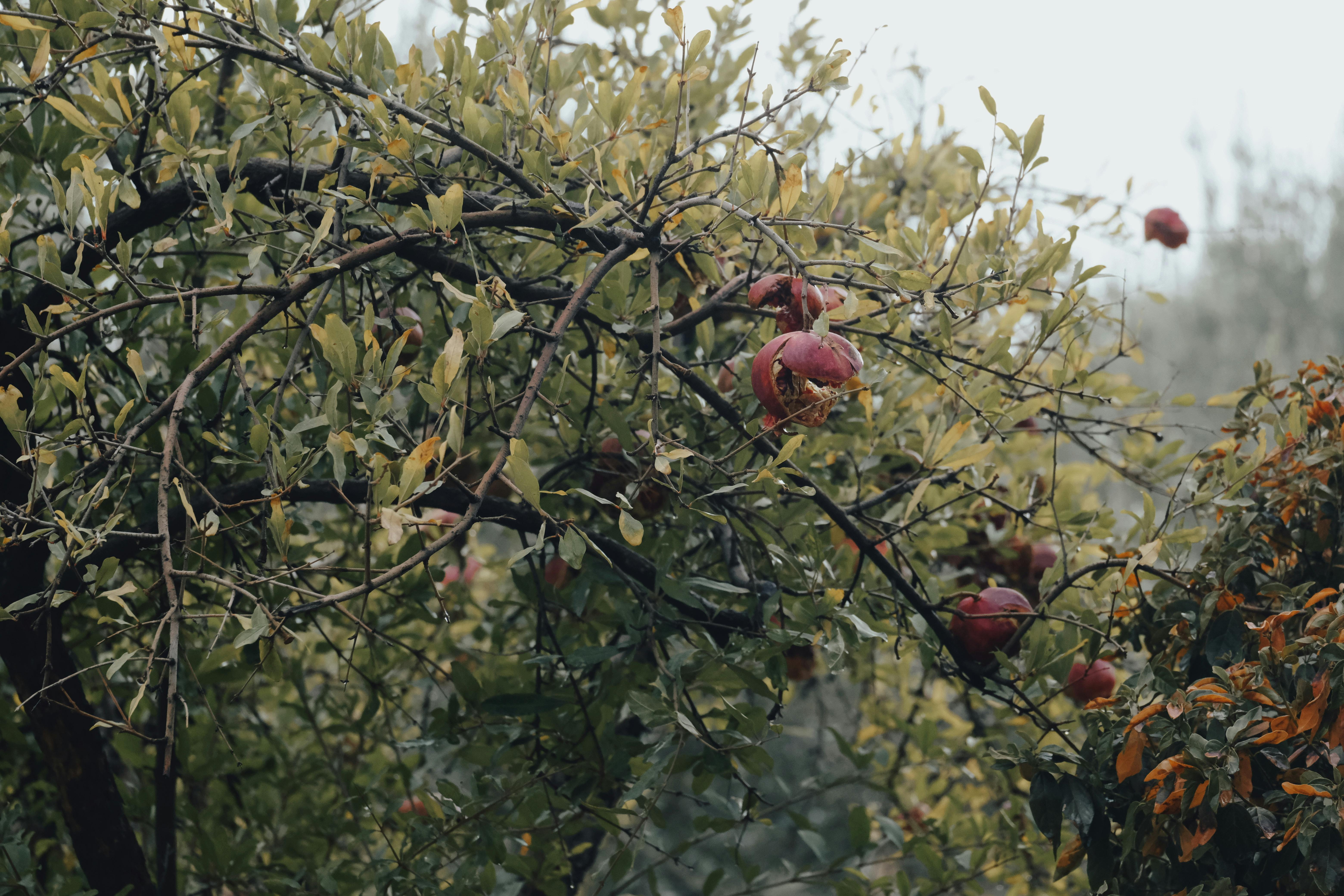 Punica granatum: Cultivo, Bioactivos y Adaptación al Cambio Climático