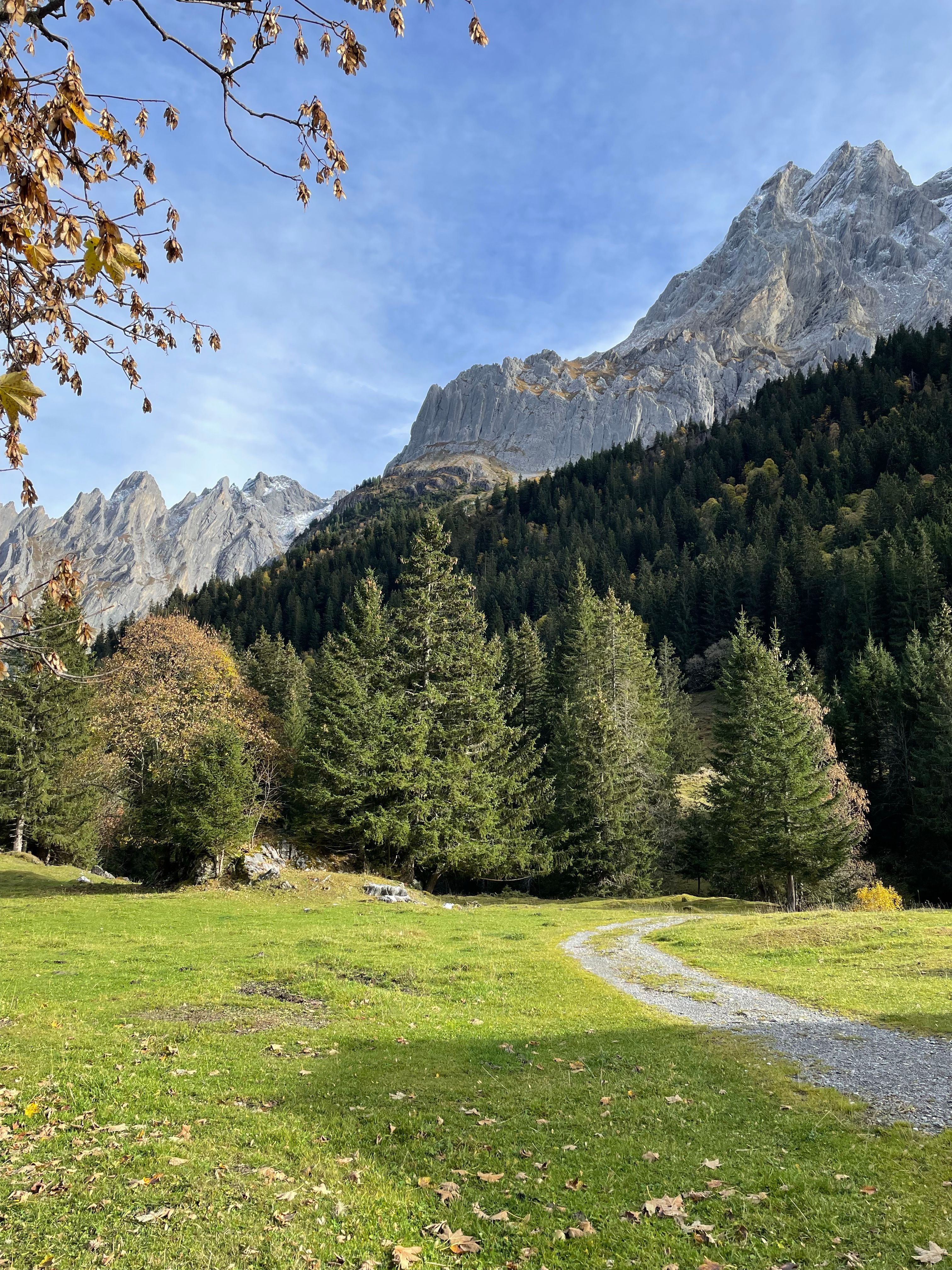 Majestic Mountain Landscape with Alpine Forest · Free Stock Photo