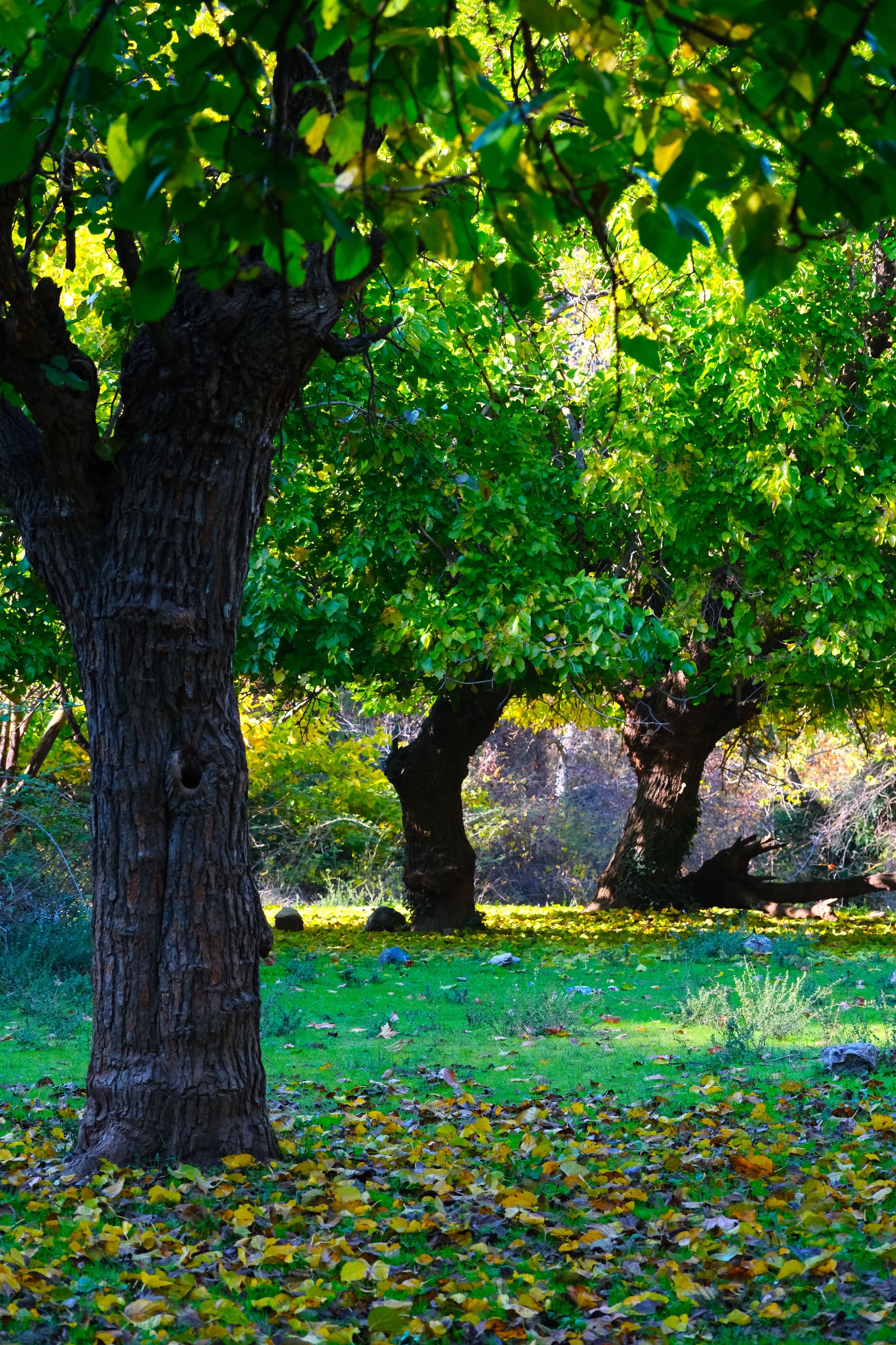 Lush Forest Scene with Vibrant Foliage · Free Stock Photo
