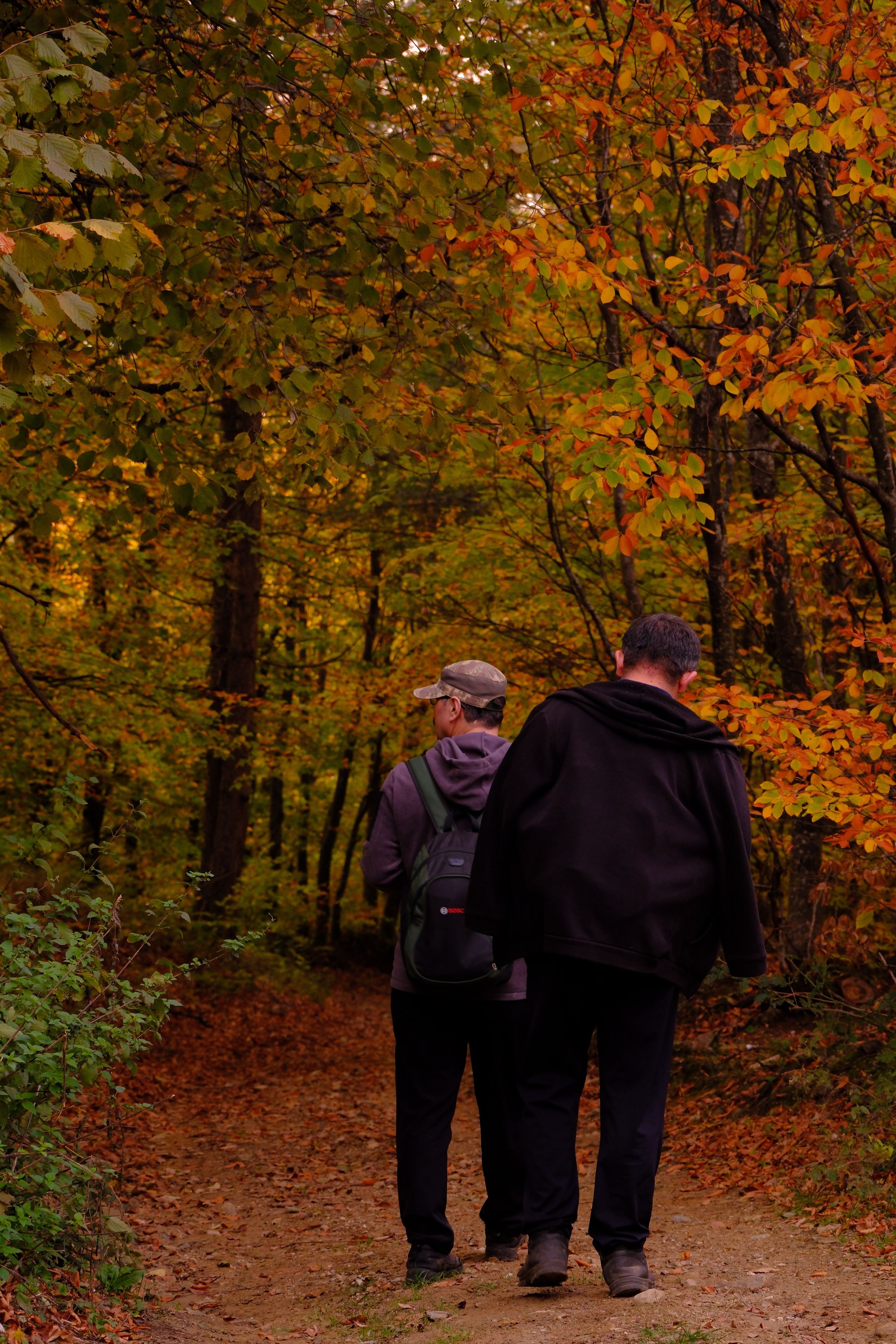Two People Walking through Autumn Forest Path · Free Stock Photo