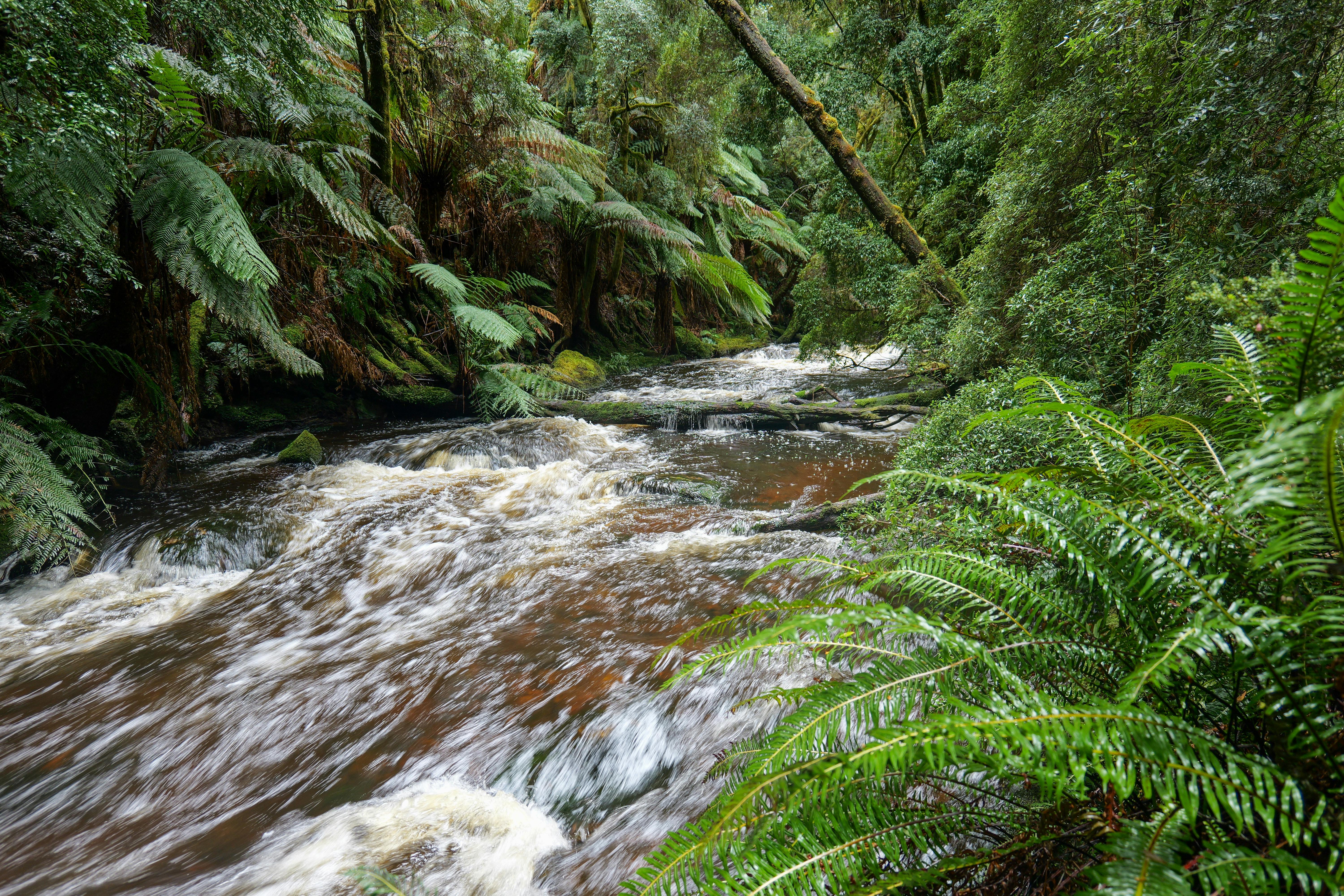 Lush rainforest with a flowing stream in Tasmania, Australia, showcasing natural beauty.