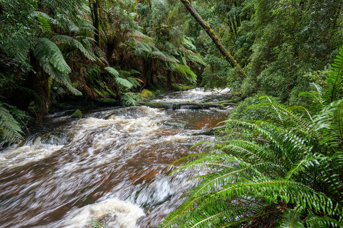 Tannin-stained river through temperate rainforest, southwest Tasmania wilderness