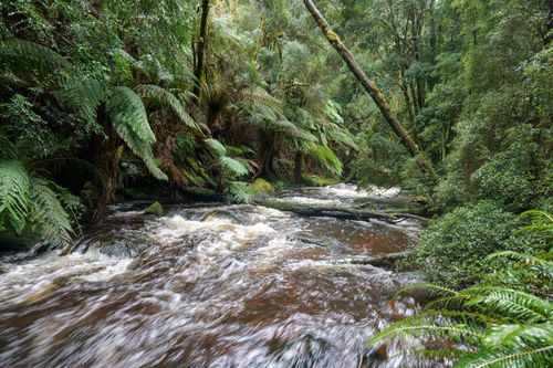 Free Flowing river through lush rainforest in Tasmania, perfect for adventure travel. Stock Photo