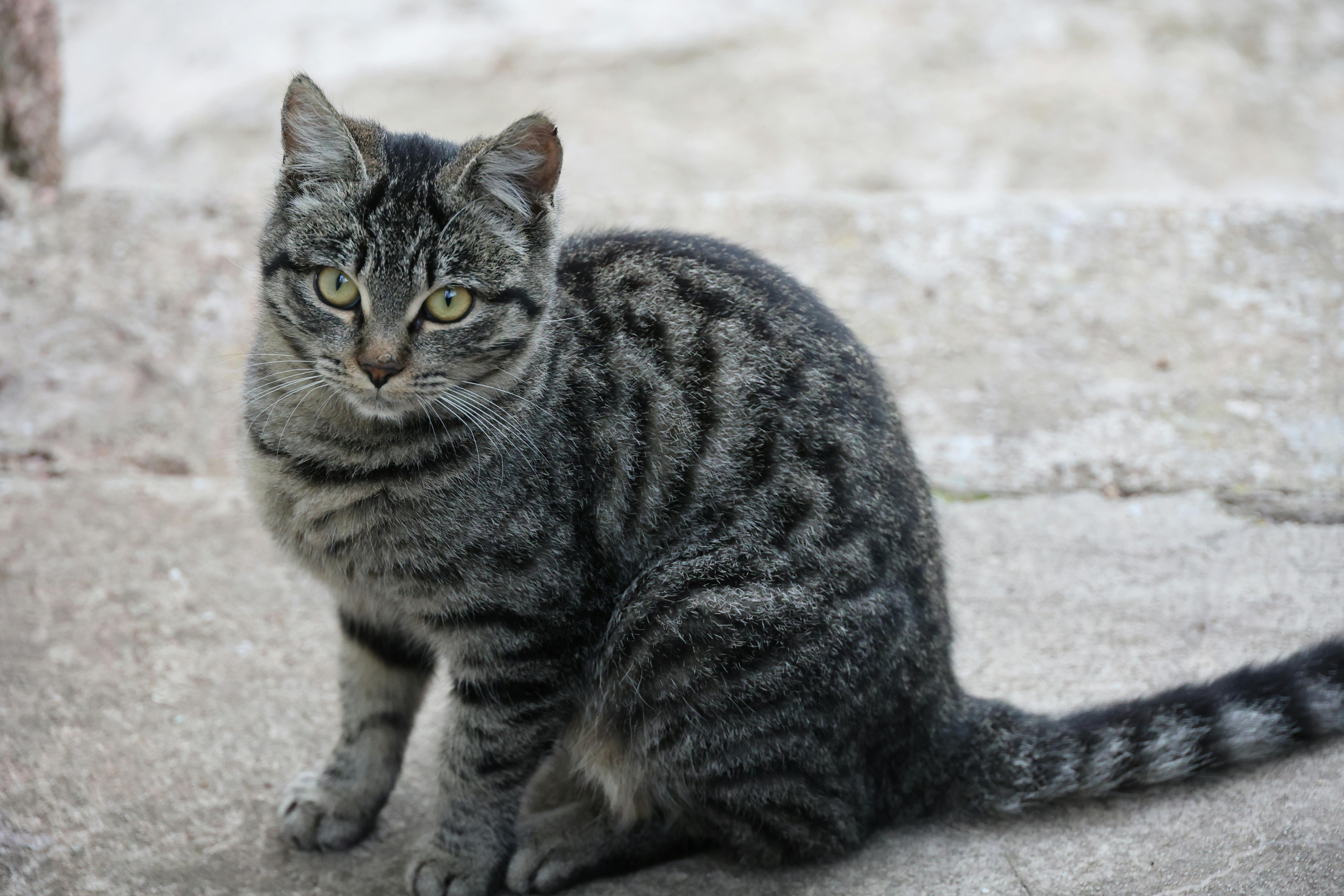 A tabby cat sits on a concrete path, looking alert and curious directly at the camera