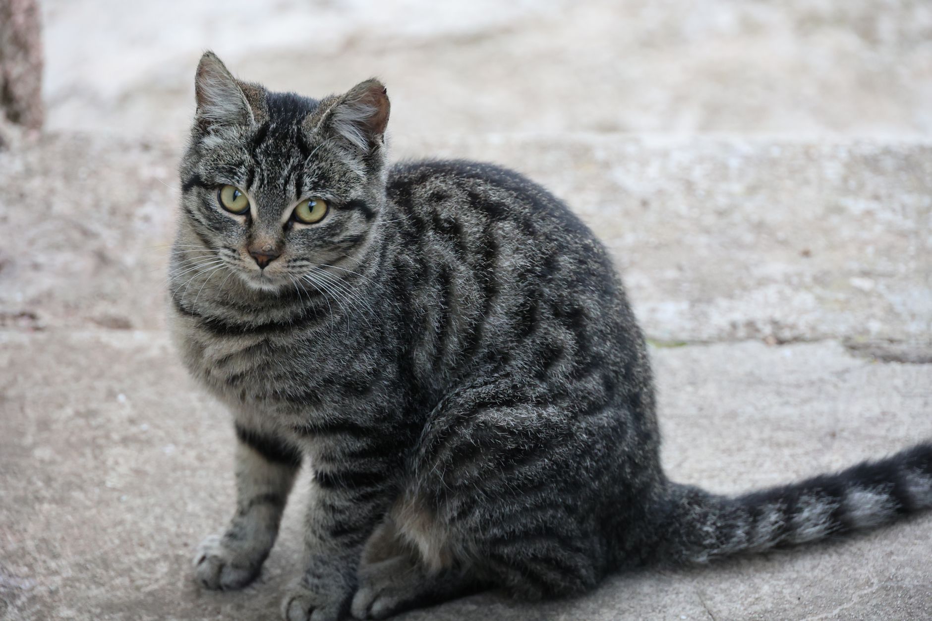 貓咪咬人抓人是故意嗎?不同情境下的行為解讀與預防指引 A tabby cat sits on a concrete path, looking alert and curious directly at the camera