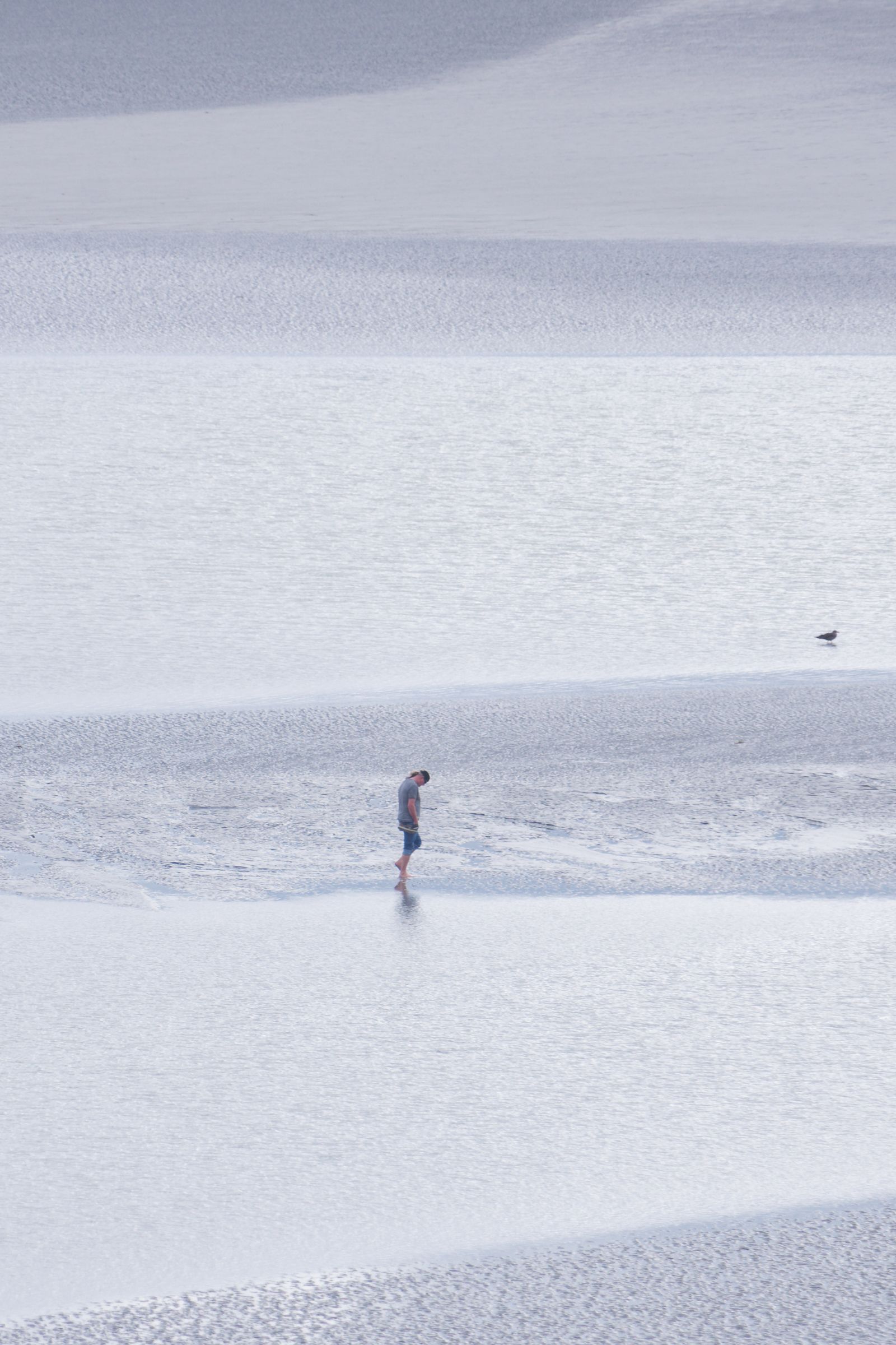 Vertical view of a lone walker and a gull on tidal flats