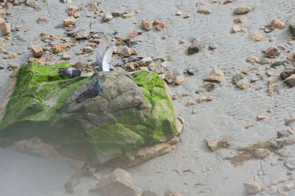 Pigeons se posant sur un rocher moussu d'une plage de galets