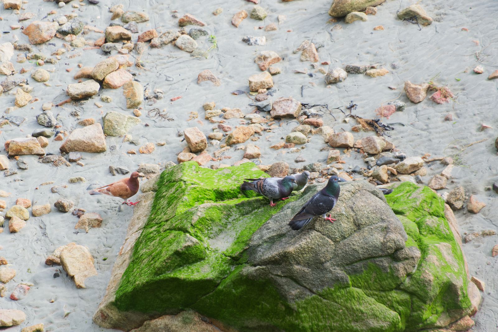 Trois pigeons perchés sur un rocher moussu parmi les galets