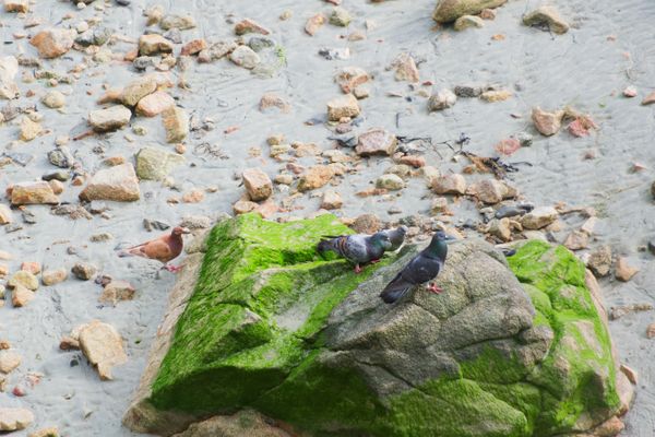 Trois pigeons perchés sur un rocher moussu parmi les galets