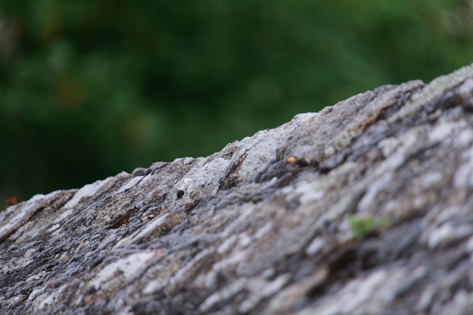 Gros plan d'une arête de pierre couverte de lichen sur bokeh vert