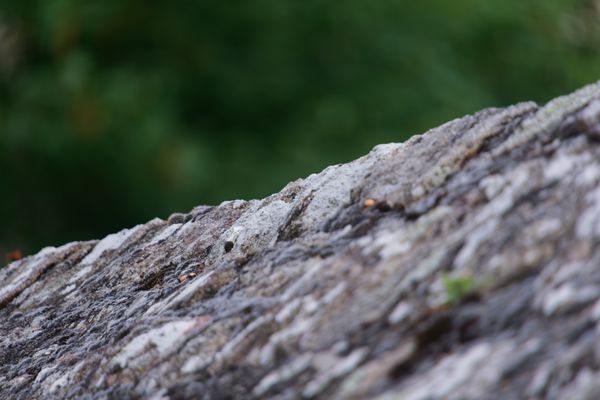 Gros plan d'une arête de pierre couverte de lichen sur bokeh vert