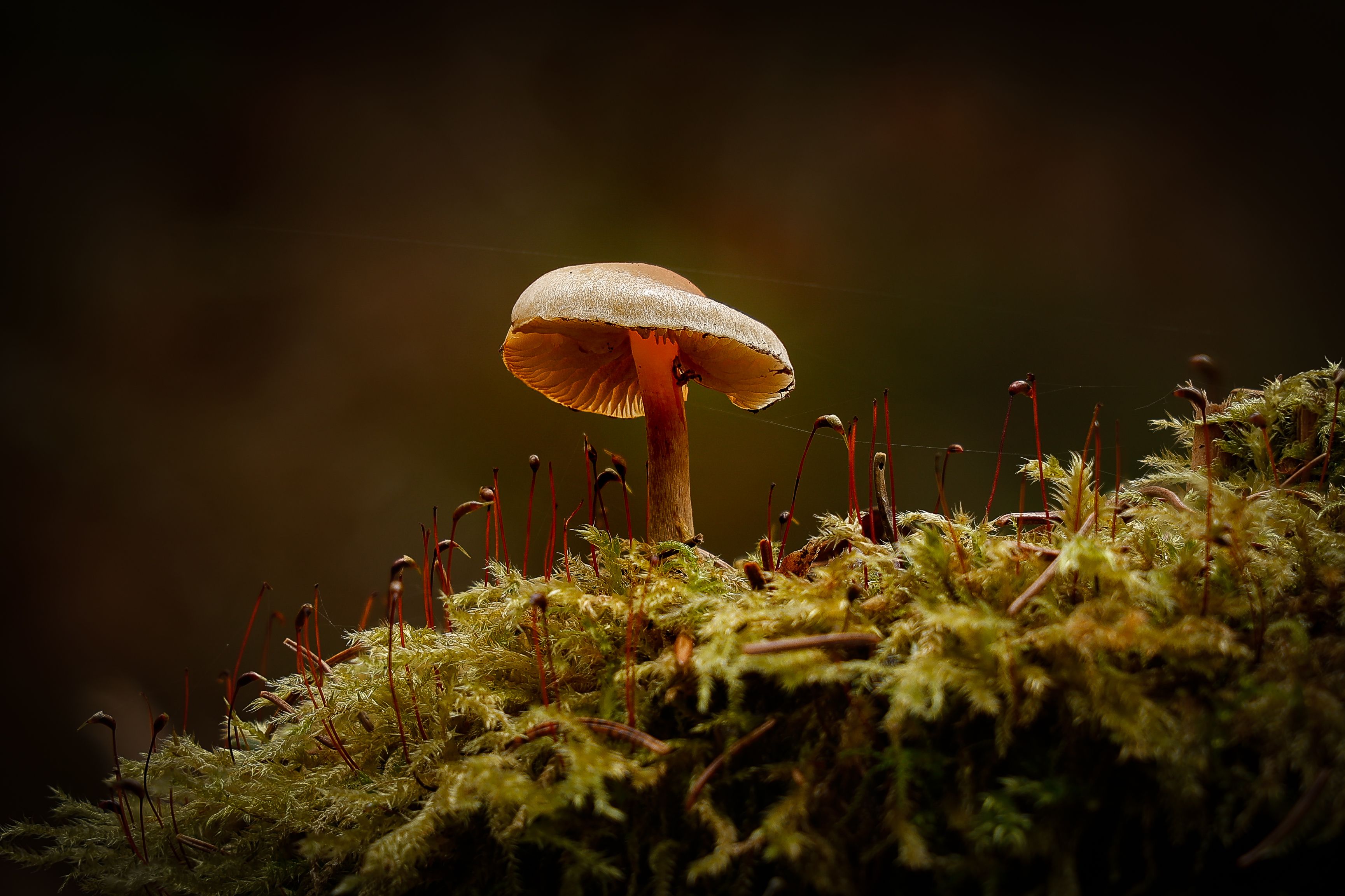 Close-up of a lone mushroom growing on vibrant moss, capturing a dark and moody forest vibe.